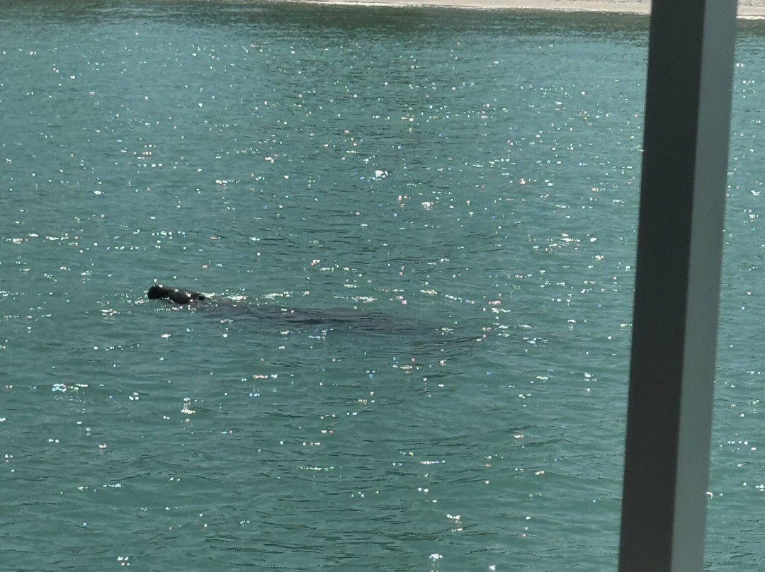 Anna Maria Island Dolphin Tours-Anna Maria必去景点