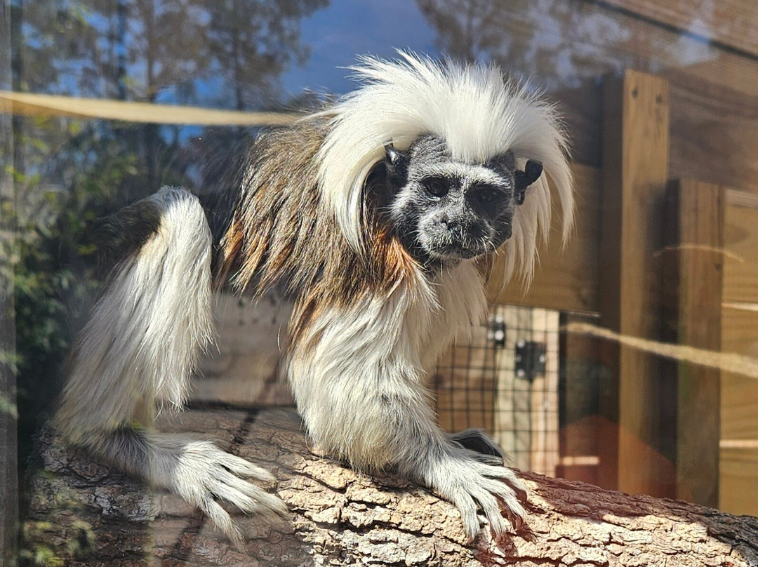 North Florida Wildlife Center景点图片