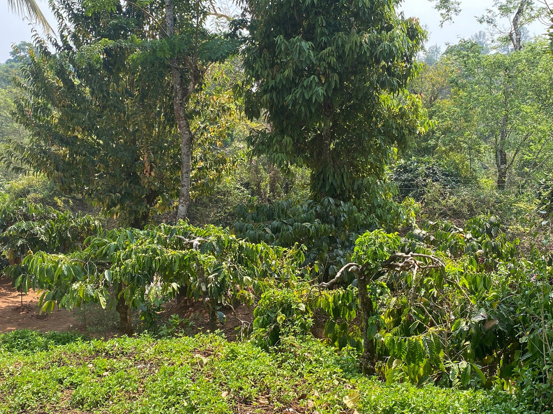 Casa Coorg Homestay主图