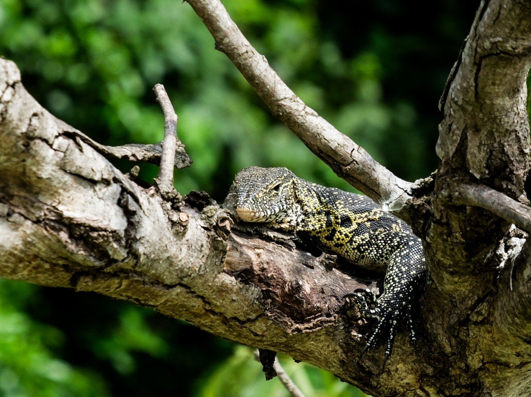 Lake Duluti-阿鲁沙必去景点