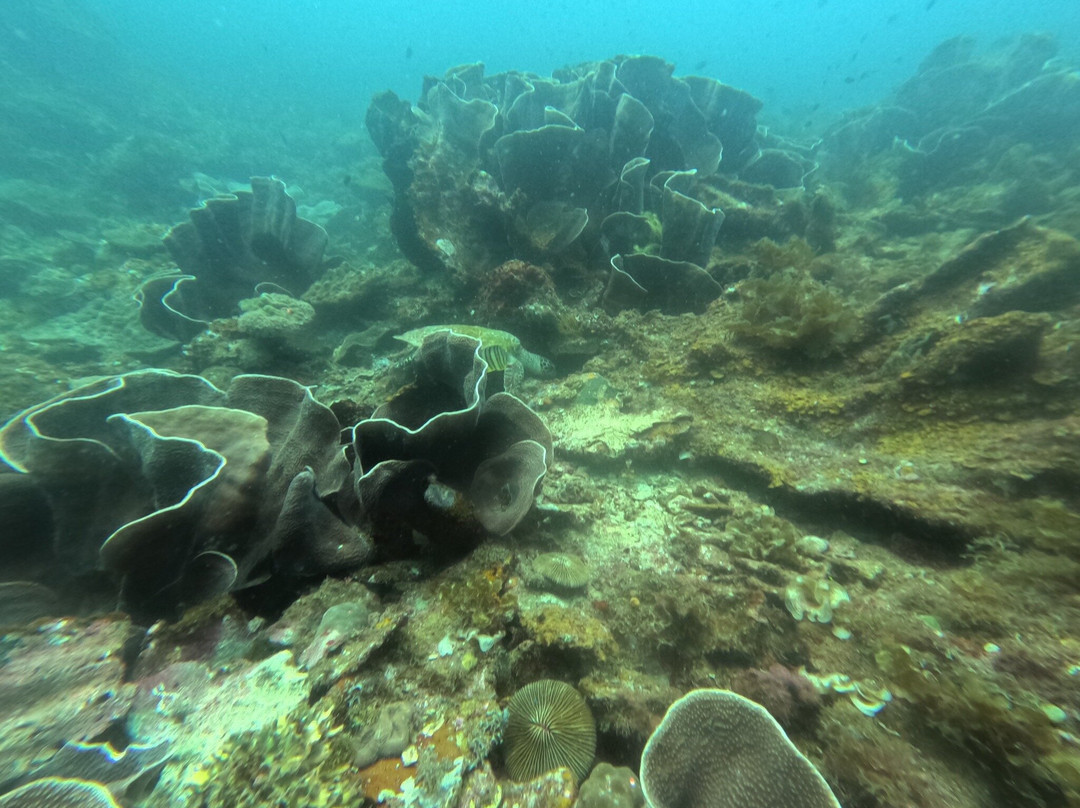 Turtle Divers-爱妮岛必去景点