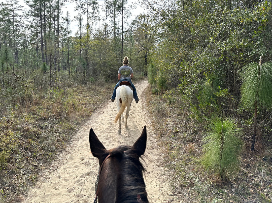 Believe The Journey Horse Services景点图片