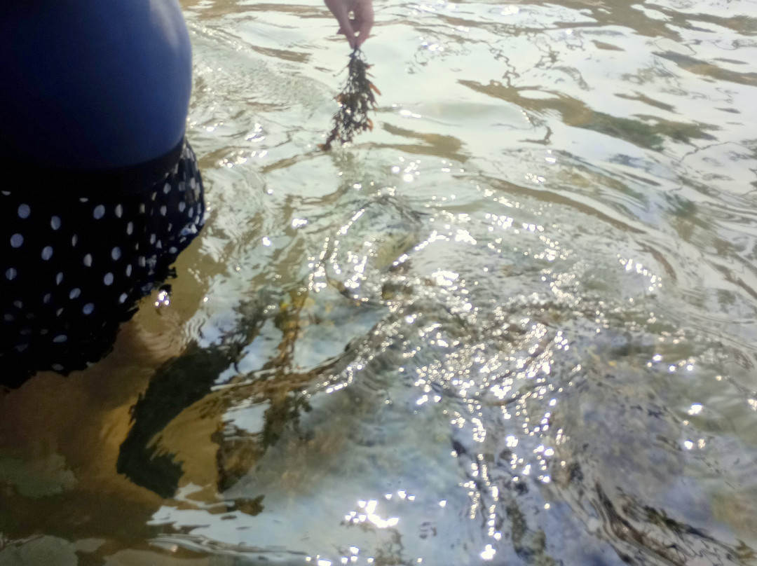 Turtle Beach-希克杜沃必去景点