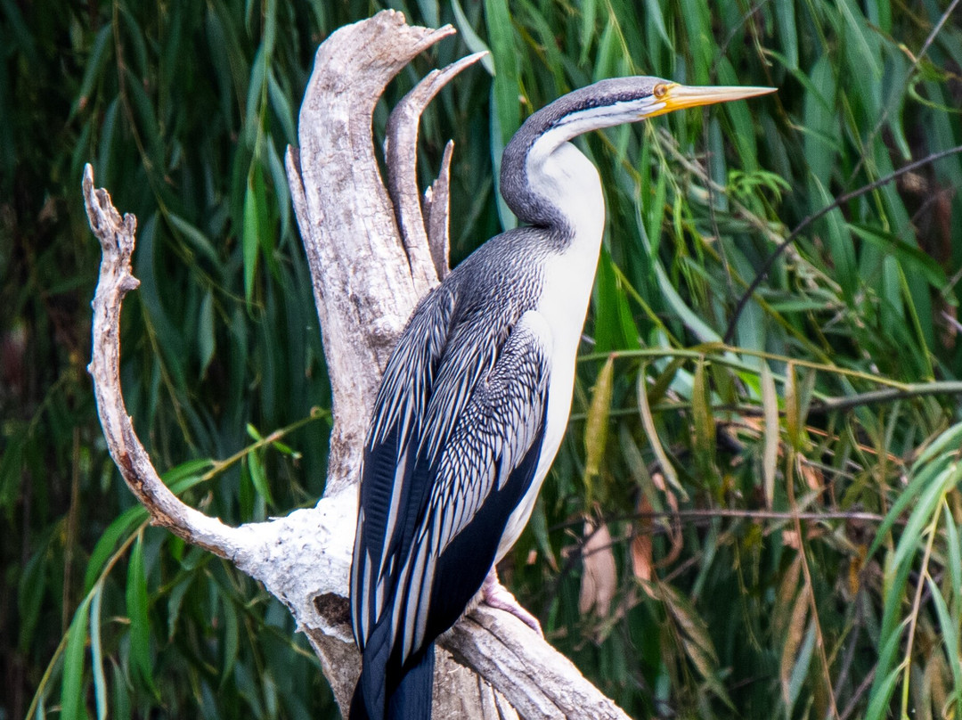 Captain Proud Paddle Boat Cruises-Murray Bridge必去景点