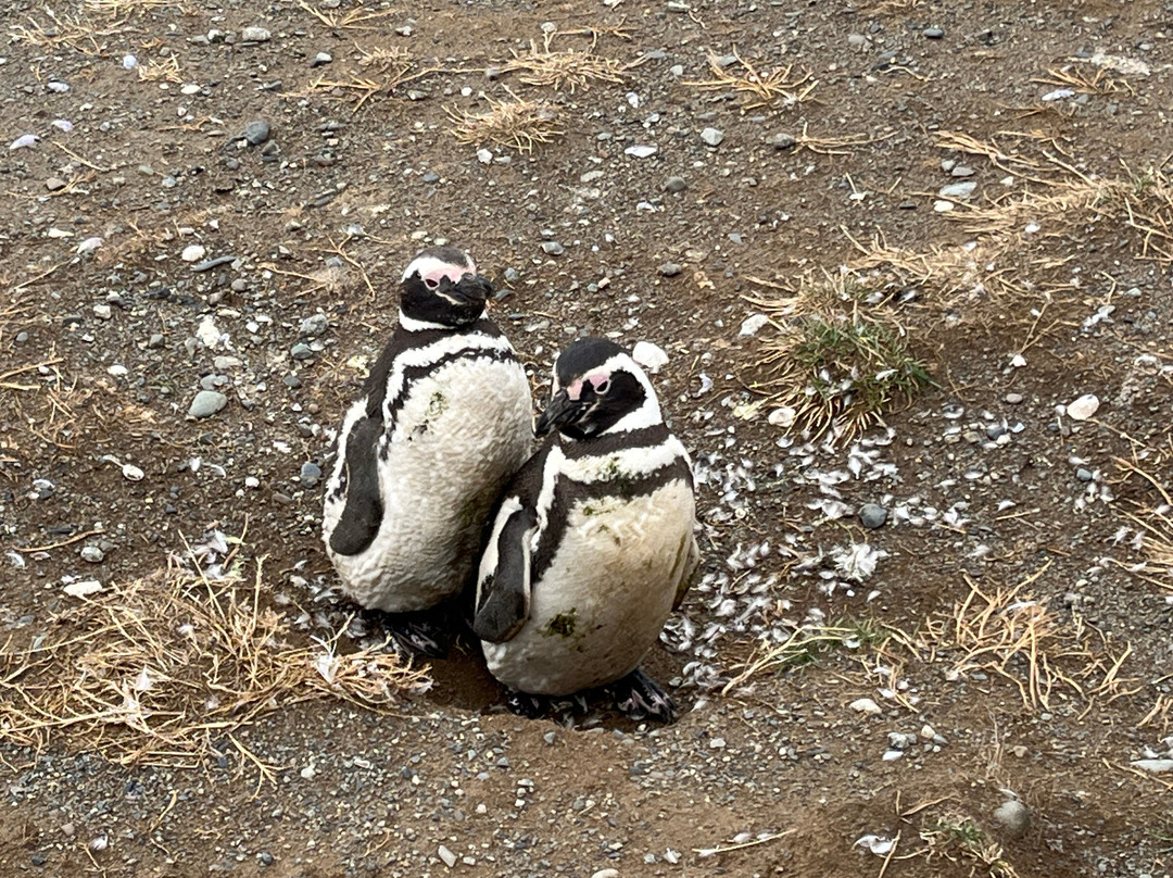 Isla Magdalena-蓬塔阿雷纳斯必去景点