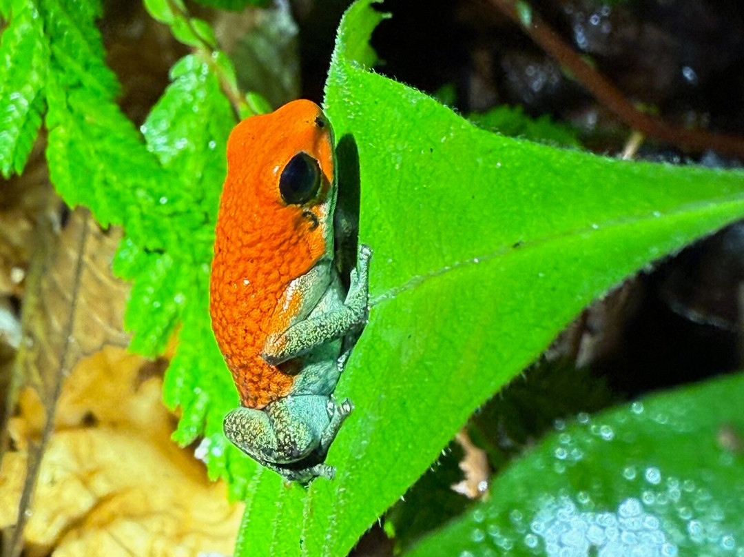 Sierpefrogs-Sierpe必去景点