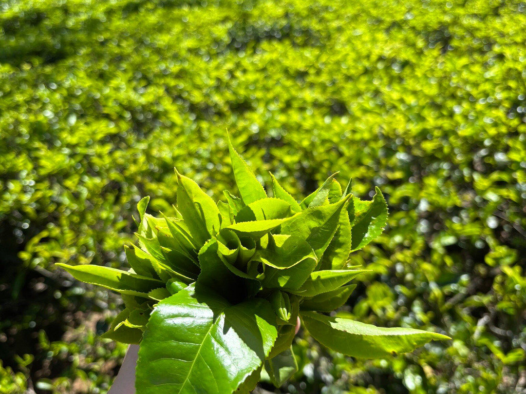 lasan lasan-Nanu Oya必去景点