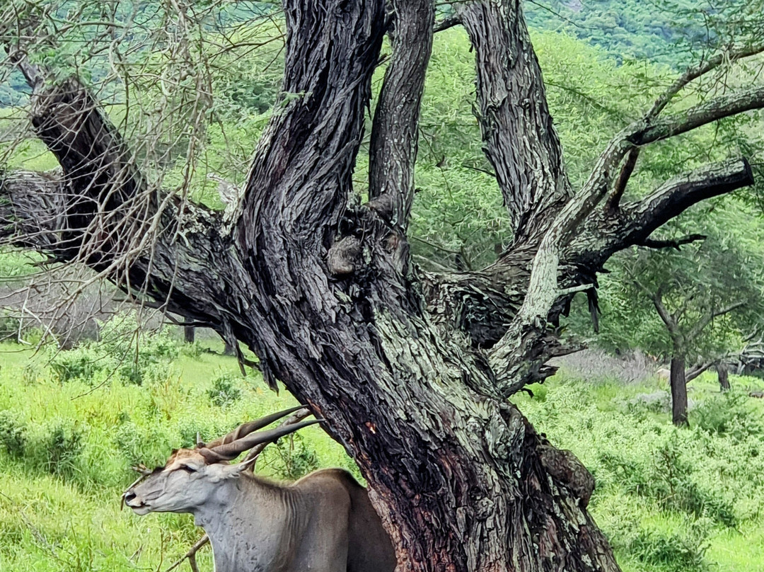 Safari Adventures-Cascavelle必去景点