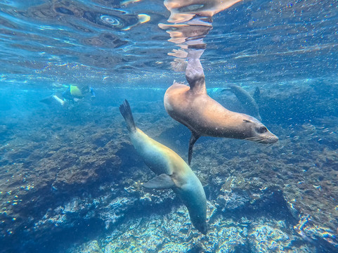 Galapagos Last Minutes-基多必去景点