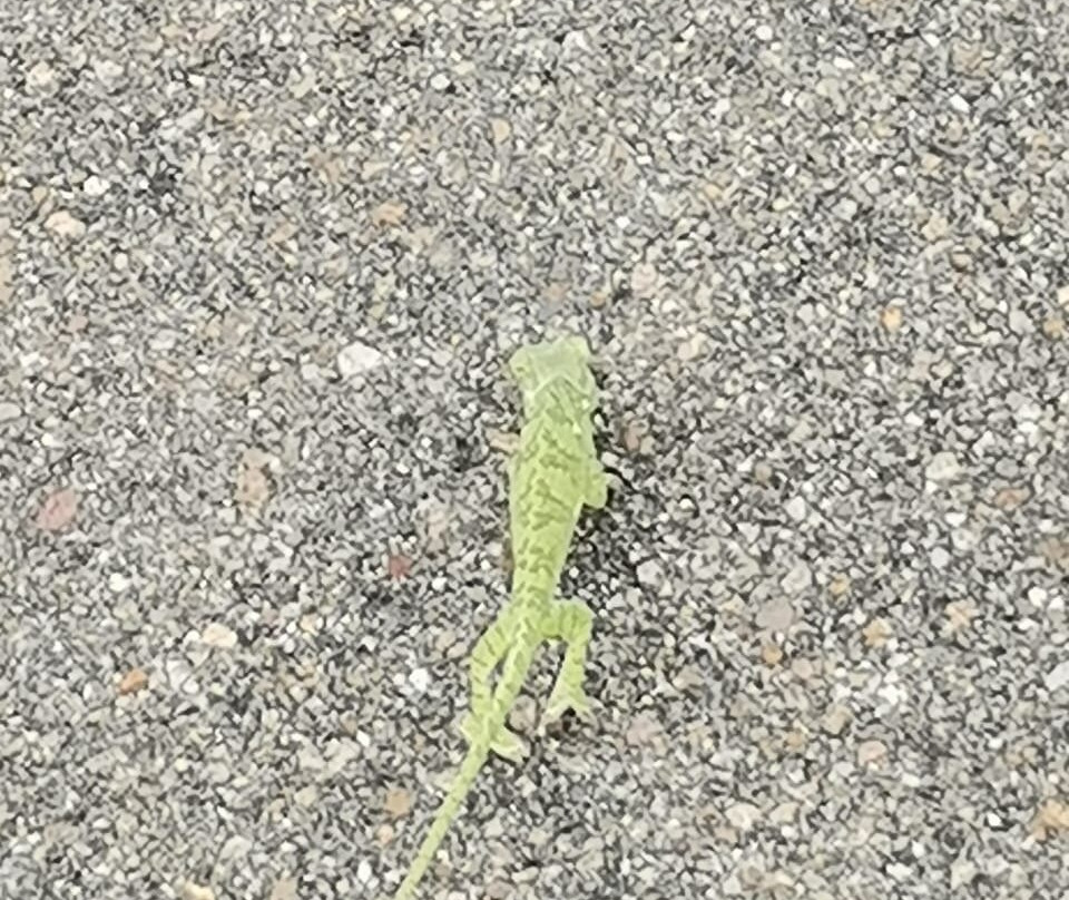 Lulu Safari's-伐拉博瓦必去景点