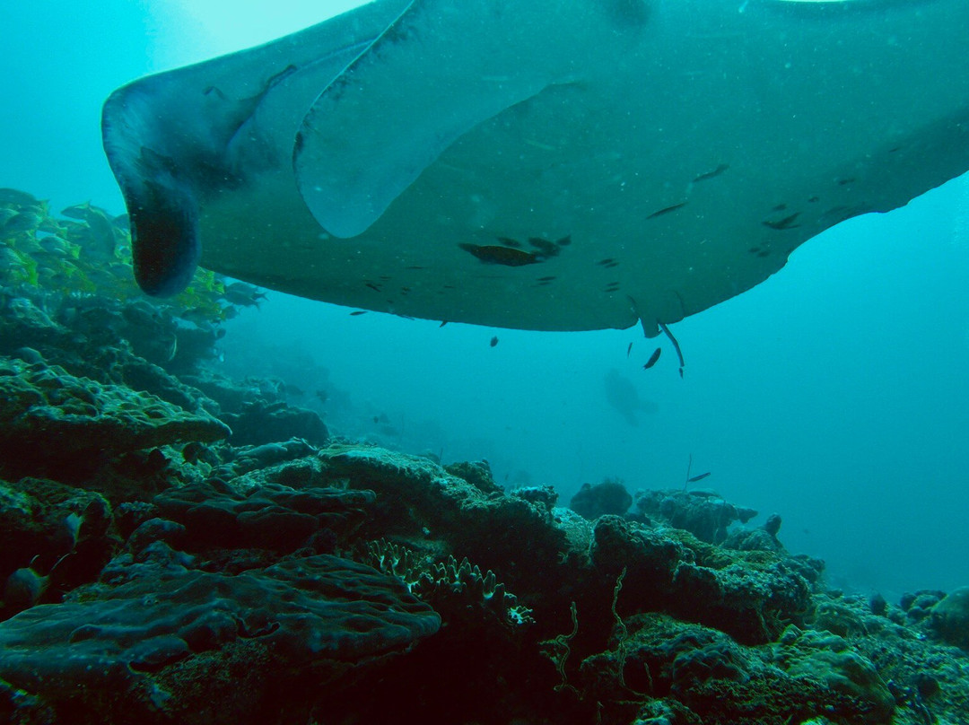 Euro-Divers Kurumba景点图片