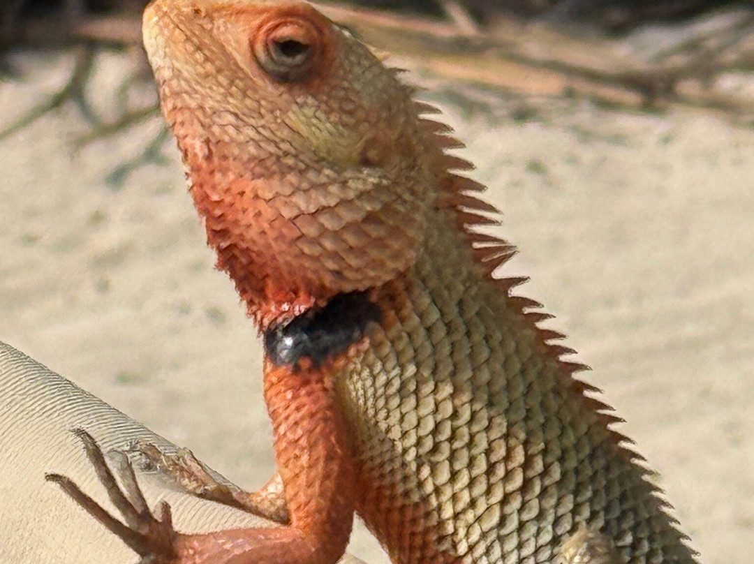 塞拉莱安纳塔拉度假酒店主图