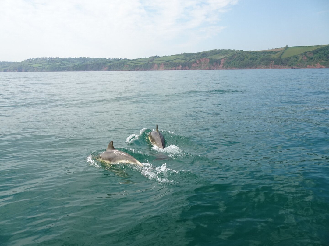 Devon Sea Safari景点图片