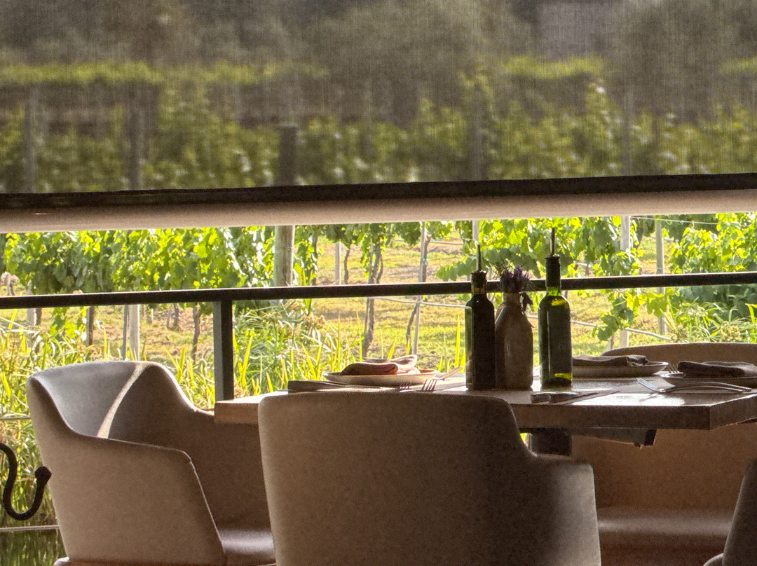 Vinedos San Francisco主图