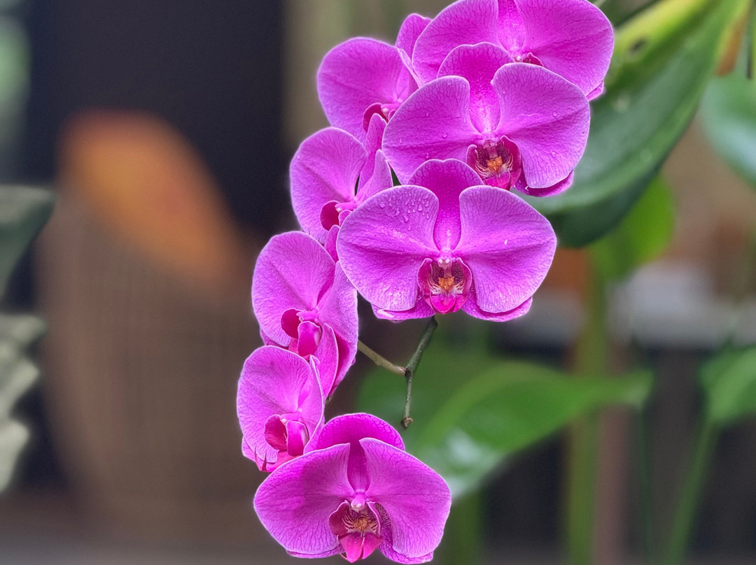 Hava Spa Ubud-吉安雅必去景点