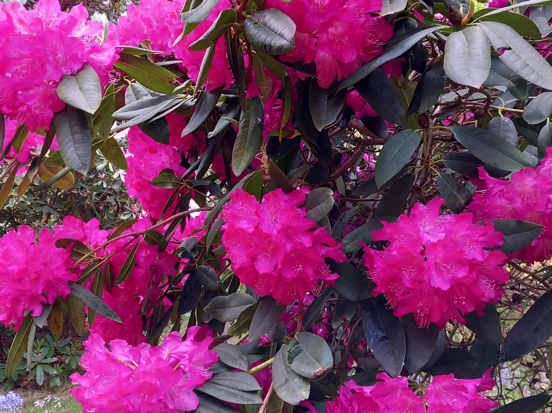 The American Garden-海斯必去景点