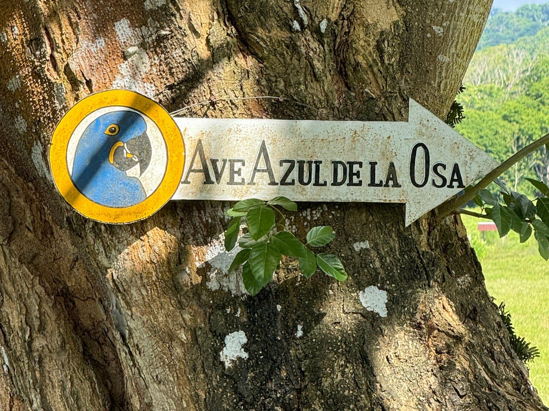 Ave Azul de la Osa-Carate必去景点