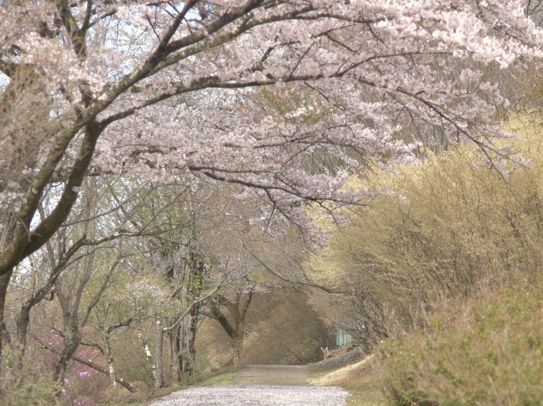 Sakurayama Park景点图片