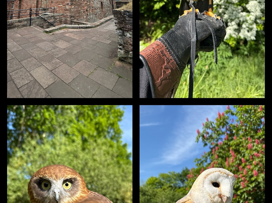Cumberland Bird Of Prey Centre-卡莱尔必去景点