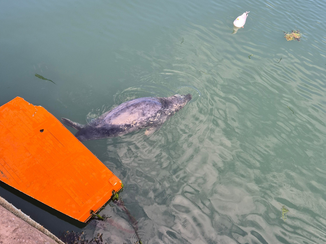 Feed The Seals At Eyemouth-Eyemouth必去景点