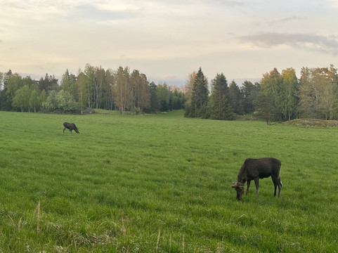 Moose Safari-赫尔辛基必去景点