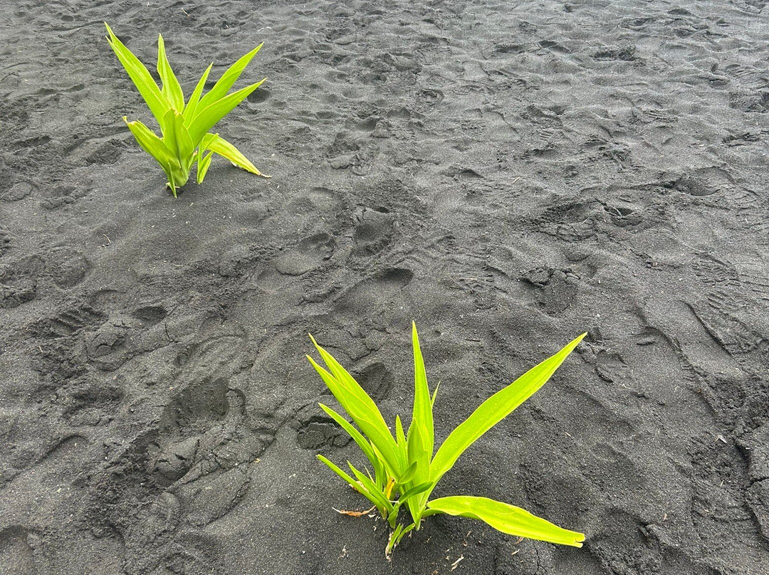 Taharuu Beach景点图片