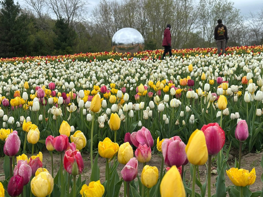 Tasc Tulip Pick Farm