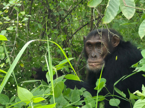 Buyaga Safaris Ltd-坎帕拉必去景点