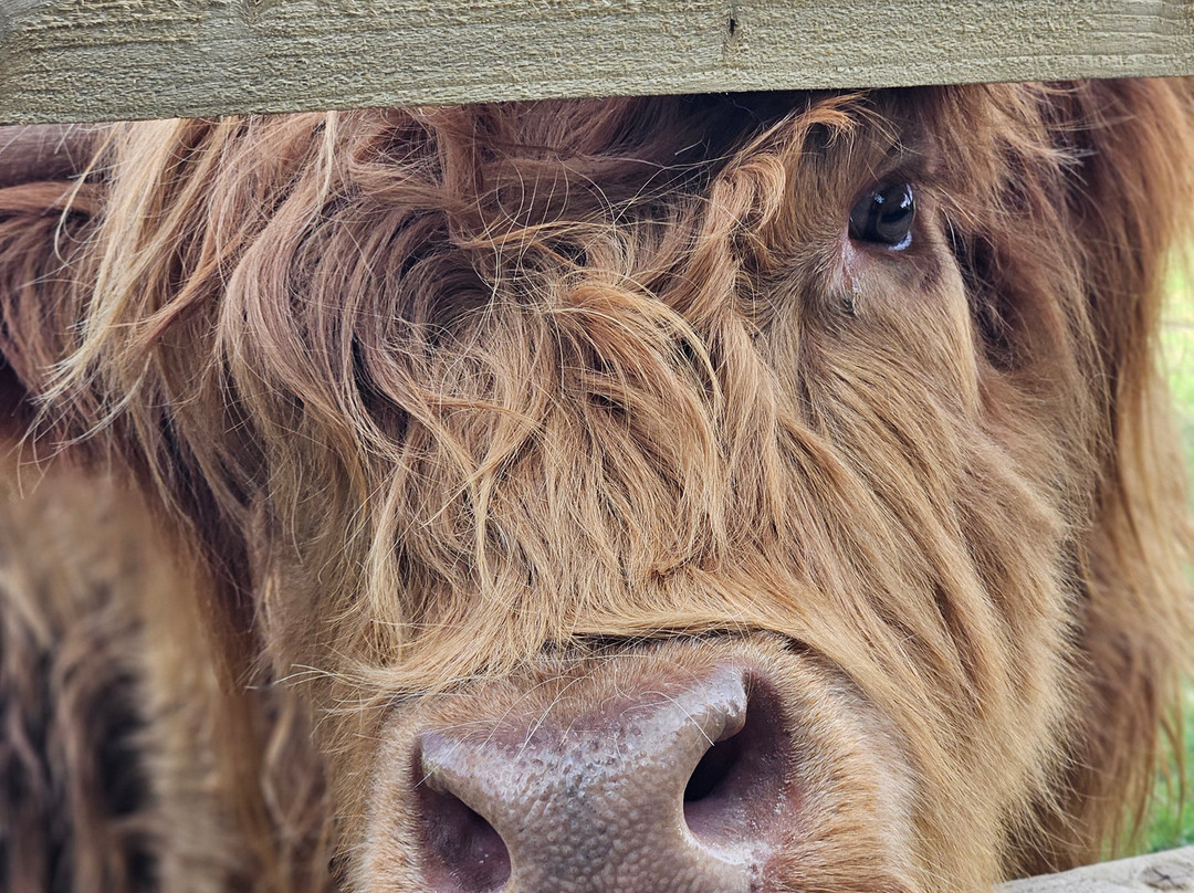 Highland Cow Cottage景点图片