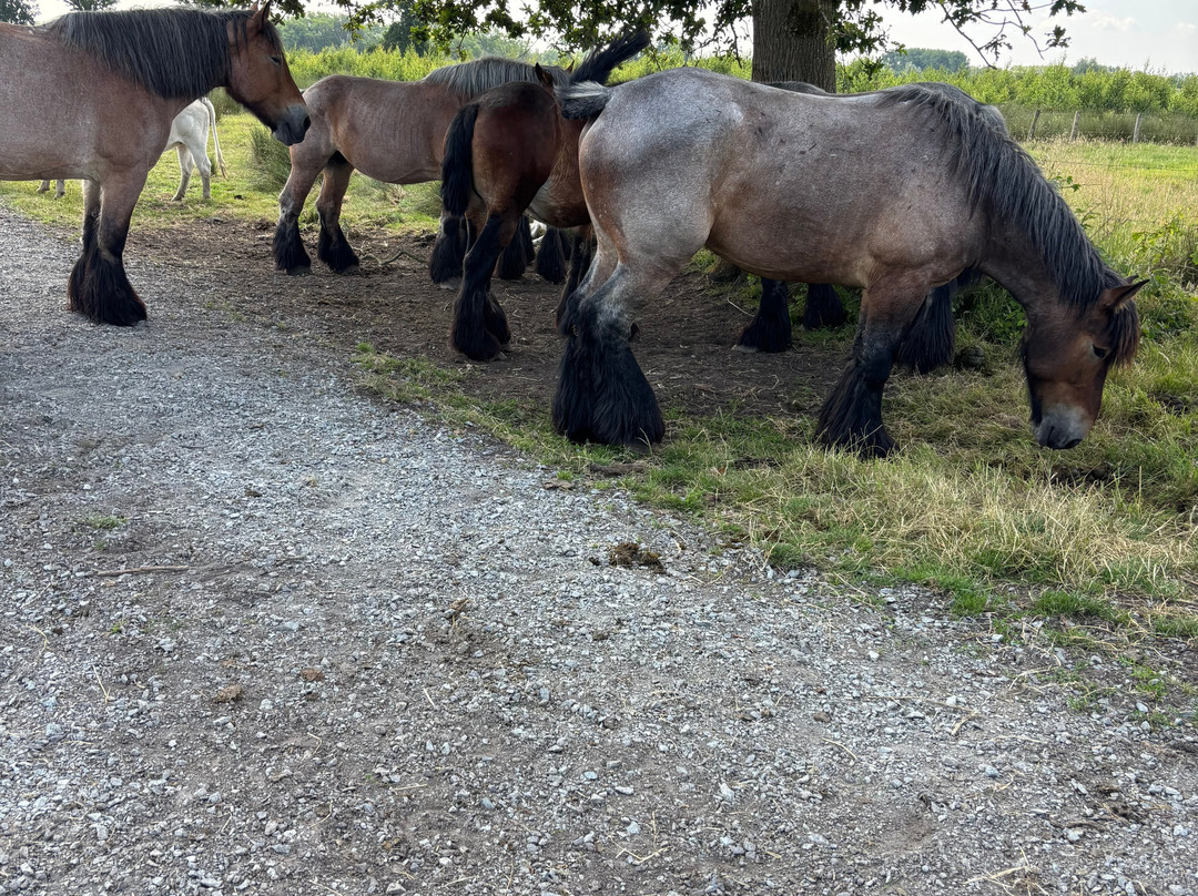 Marcel de Gand主图