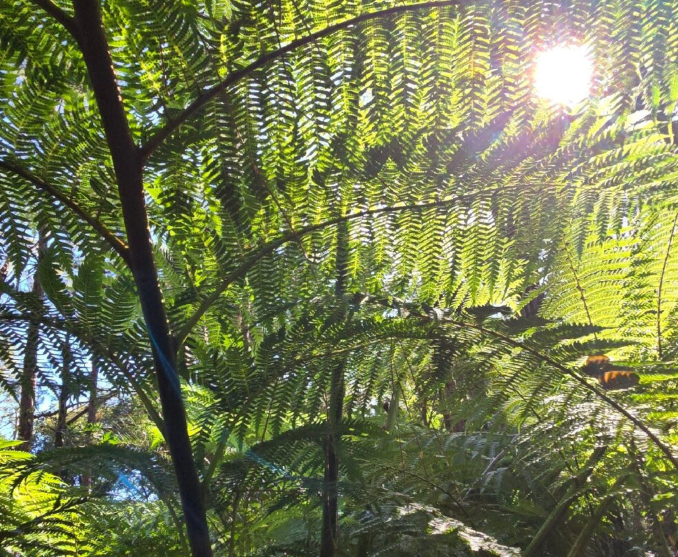 Sophie Nature Walk-Vacoas必去景点