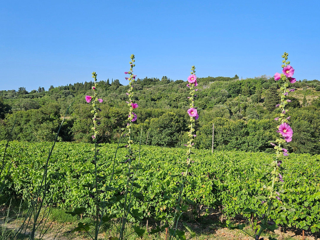 Haritatos Vineyard-Lixouri必去景点