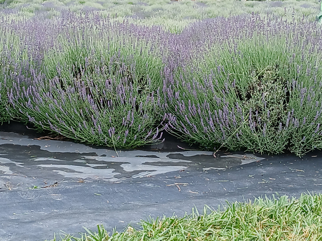 Lavender Life Company-Caledonia必去景点