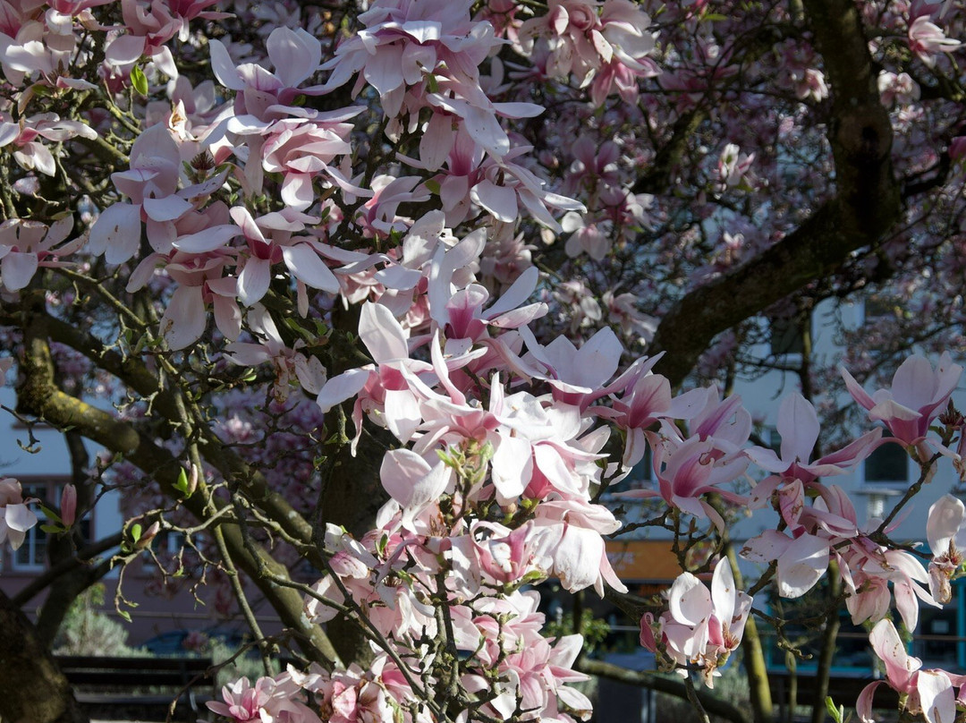 Park Schöntal-阿沙芬堡必去景点