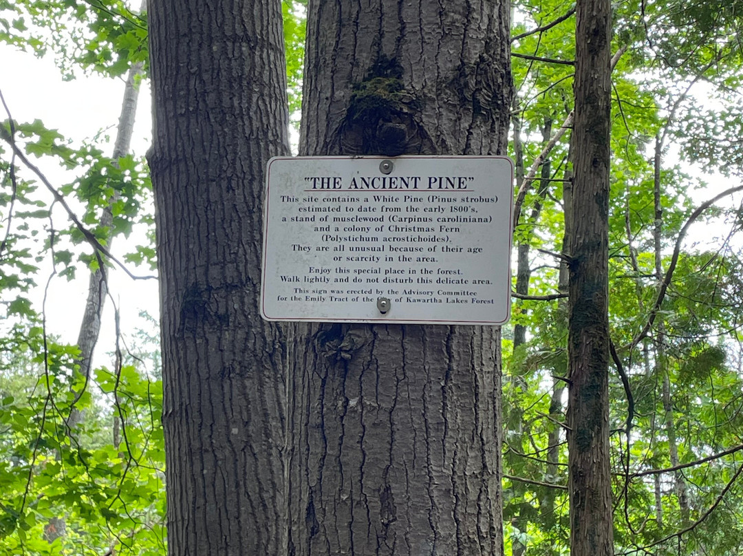 Emily Tract-Omemee必去景点