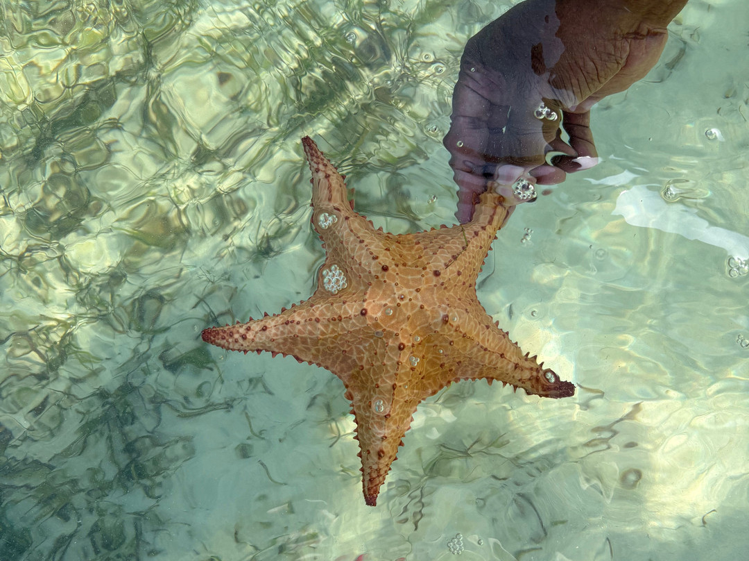 Joe Tourist Outdoor Adventures-乔治城必去景点
