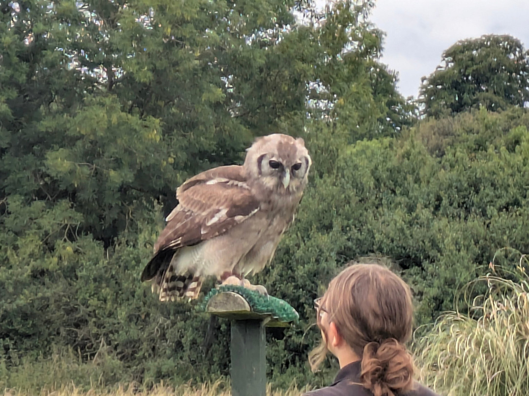 Devon Bird of Prey Centre-牛顿阿伯里必去景点