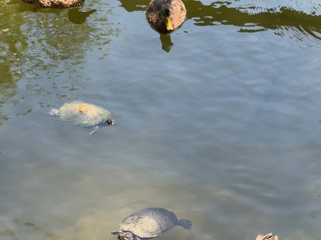 Franklin Canyon Park-比佛利山必去景点