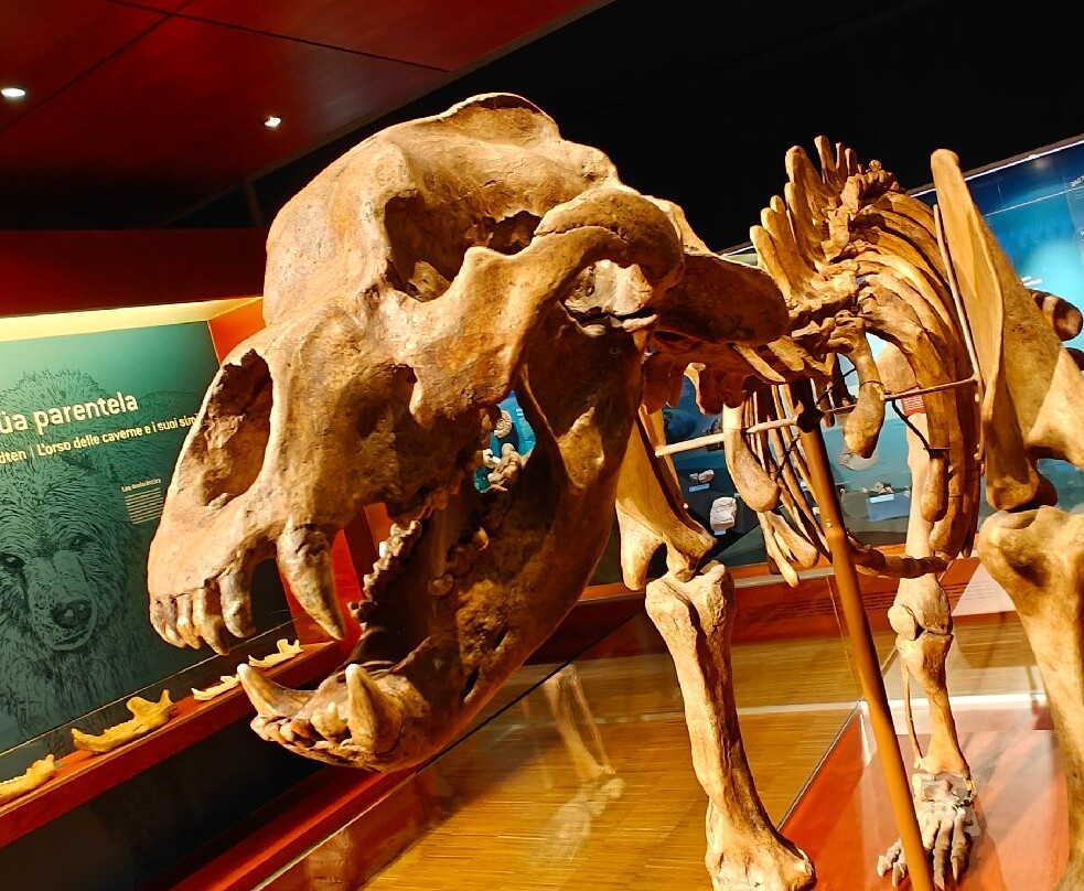 Museum Ladin Ursus ladinicus-圣卡夏诺必去景点