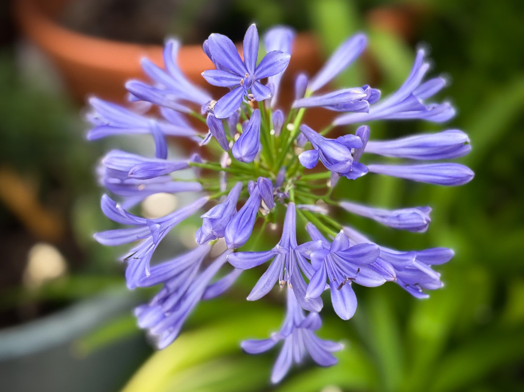 Finca Ca n'Estella-Sant Esteve Sesrovires必去景点