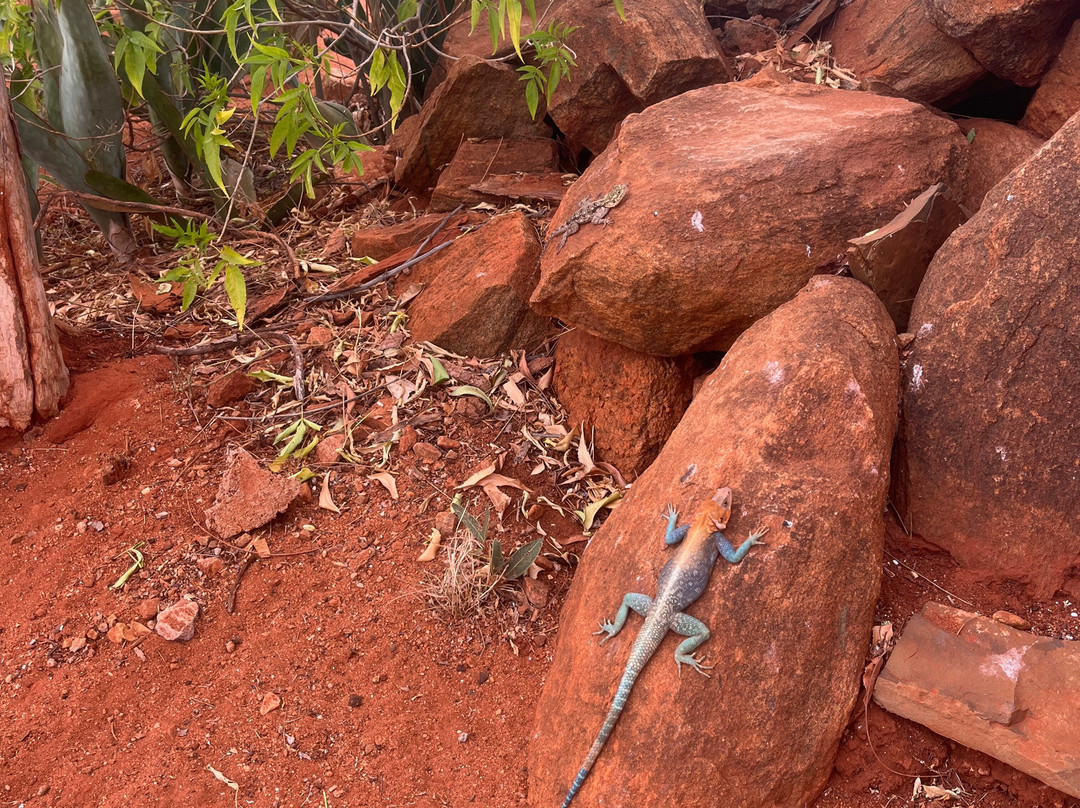 KLM Tours & Safaris-山祖必去景点