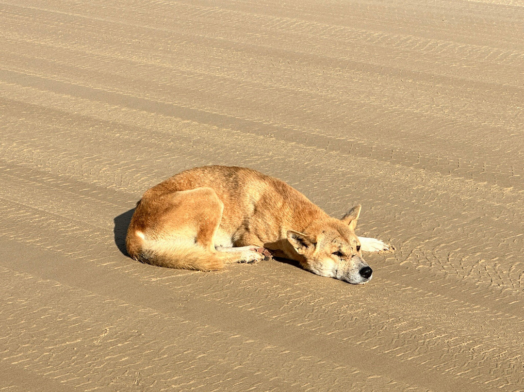 SeaLink K'gari (Fraser Island)-River Heads必去景点