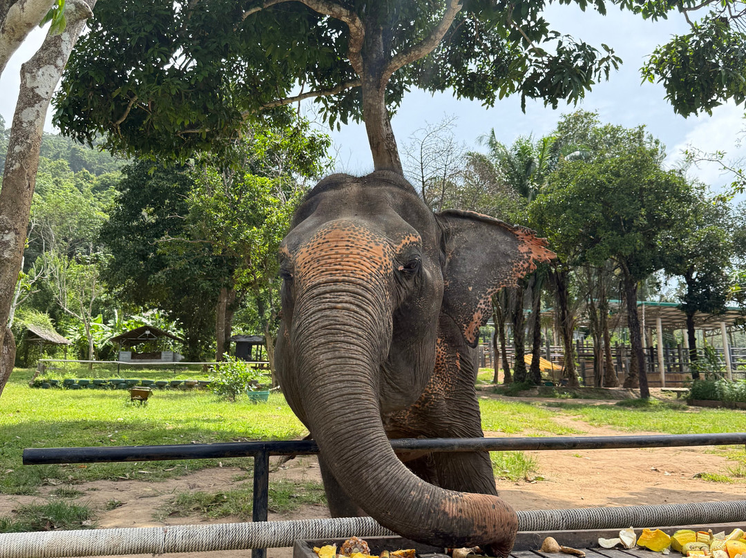 Phuket Elephant Nature Reserve-他朗必去景点