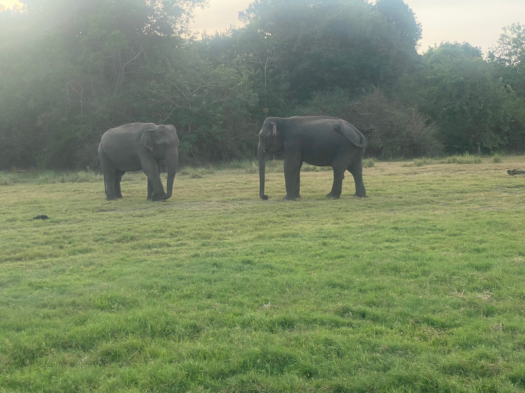 Lakshan jeep safari habarana-哈巴拉娜必去景点