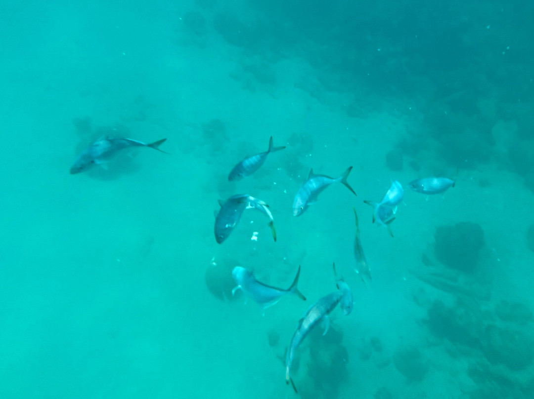 Captain Dwayne Barbados / Livity Cruises-巴巴多斯必去景点
