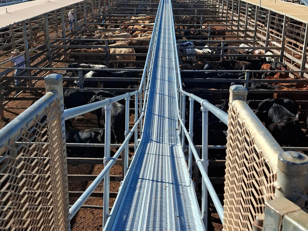 Roma Cattle Saleyards-Roma必去景点