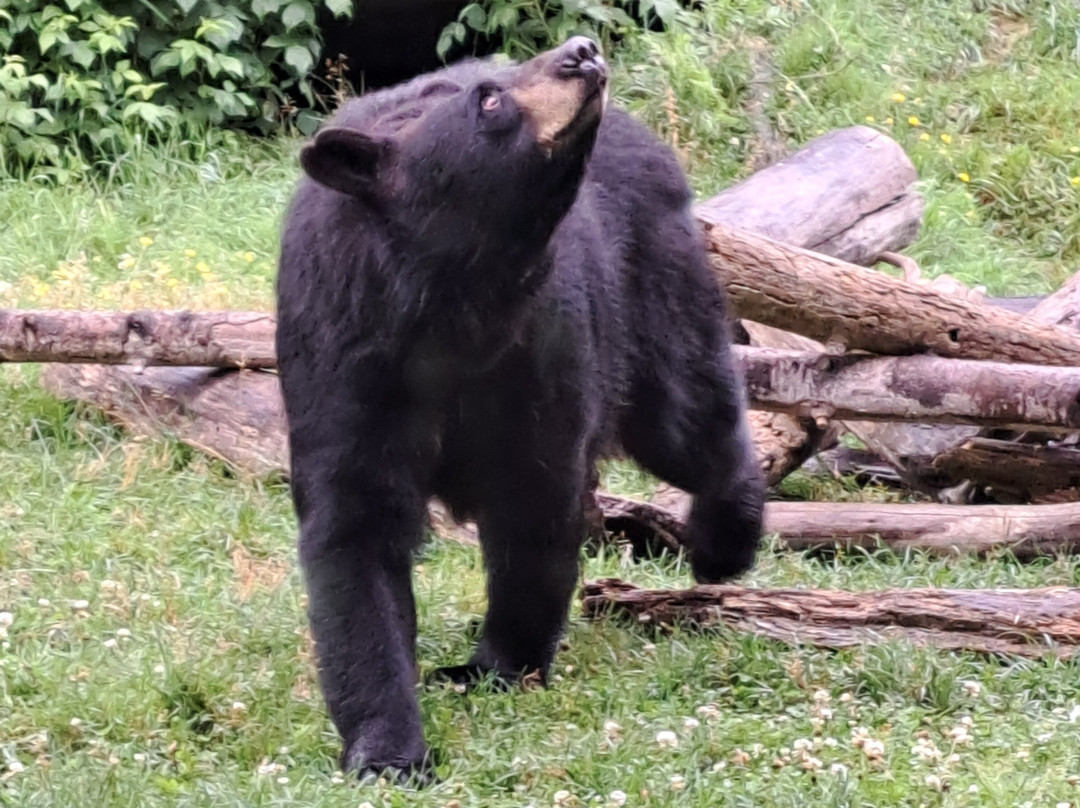 North American Bear Center-伊利必去景点