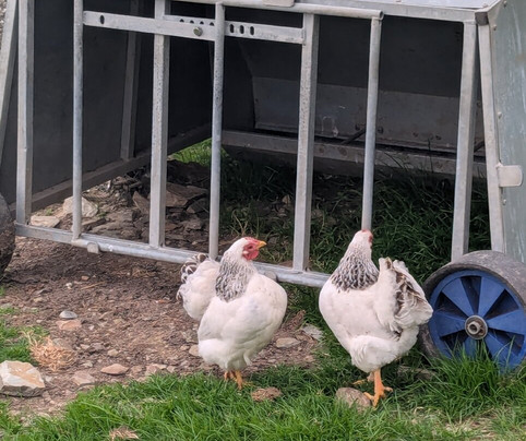 Withyburn Croft Tours-Bigton必去景点