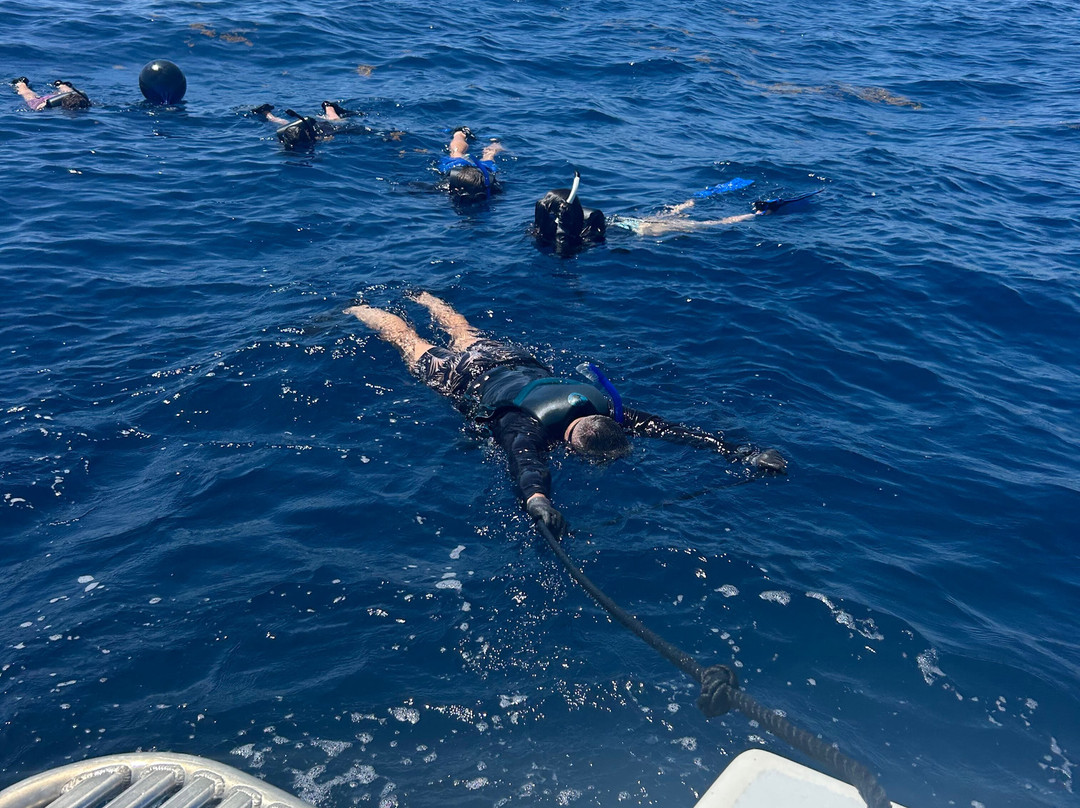 Florida Shark Diving-朱庇特必去景点