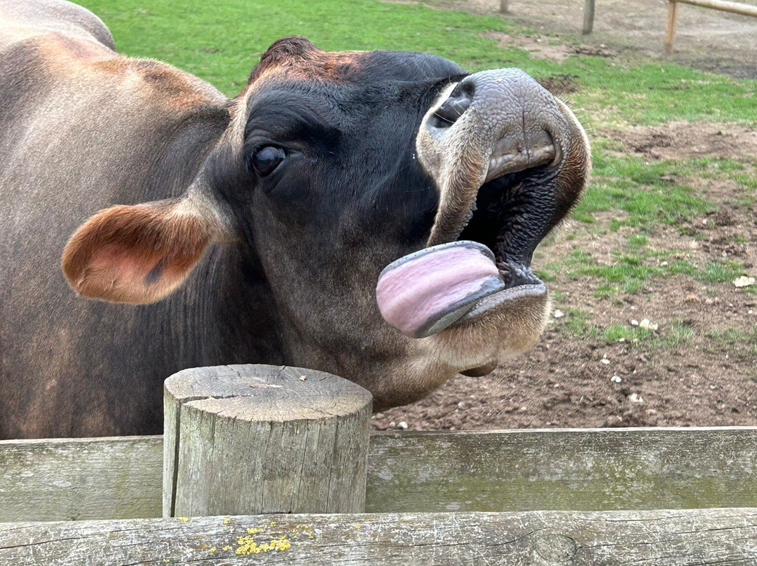 圣诞树农场-布罗姆利必去景点